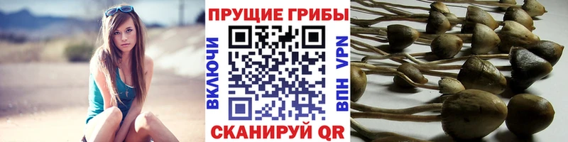 где найти   Малгобек  Псилоцибиновые грибы MAGIC MUSHROOMS 